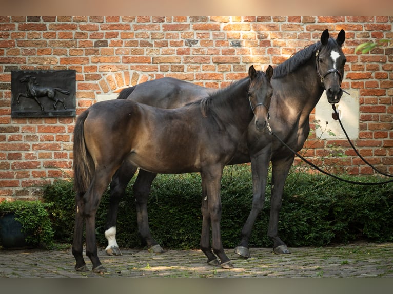 Trakehner Hengst Fohlen (03/2024) Brauner in Nottuln