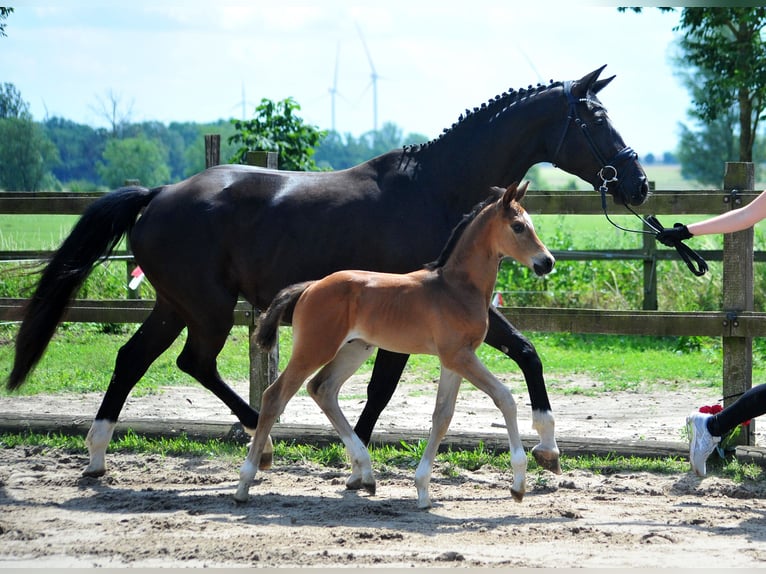 Trakehner Hengst  Brauner in Bismark