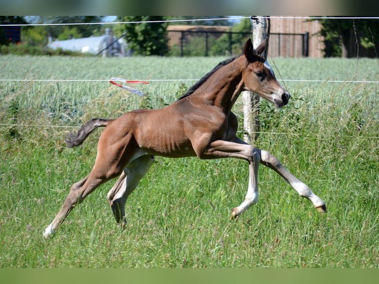 Trakehner Hengst  Brauner in Bismark