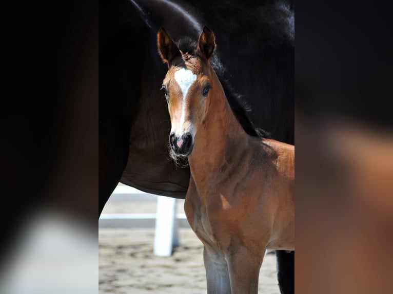 Trakehner Hengst  Brauner in Bismark