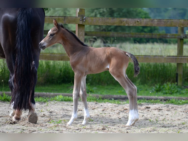 Trakehner Hengst  Brauner in Bismark