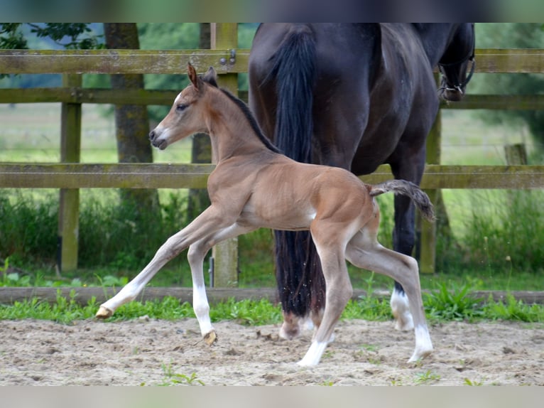 Trakehner Hengst  Brauner in Bismark