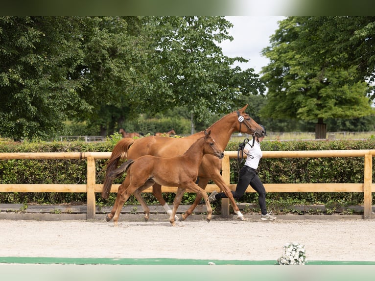 Trakehner Hengst Fohlen (03/2026) Brauner in Mockrehna