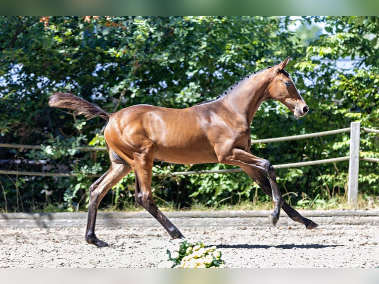 Trakehner Hengst Fohlen (01/2026) Brauner in Ensheim