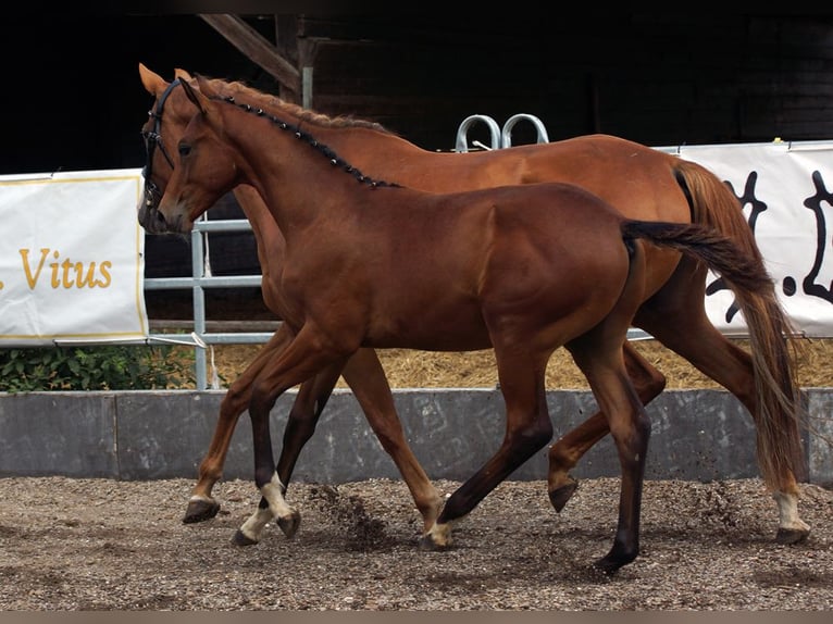 Trakehner Hengst Fohlen (02/2026) Brauner in Günzburg