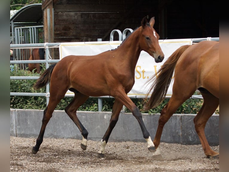 Trakehner Hengst Fohlen (02/2026) Brauner in Günzburg