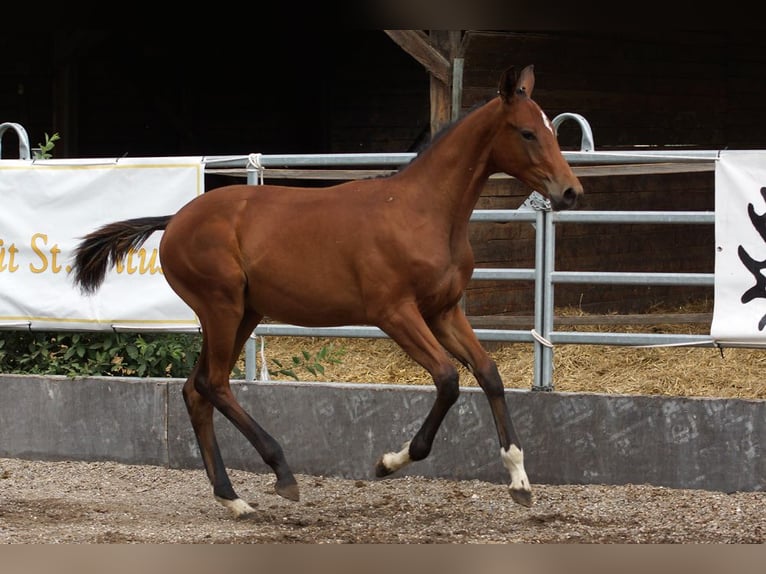Trakehner Hengst Fohlen (02/2026) Brauner in Günzburg