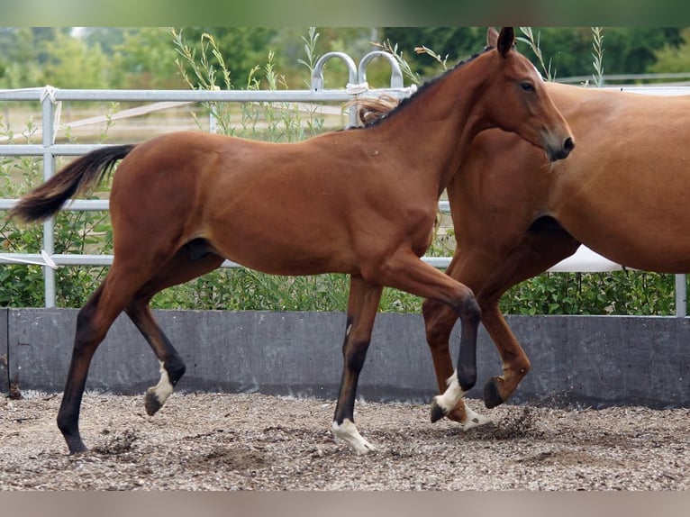 Trakehner Hengst Fohlen (02/2026) Brauner in Günzburg