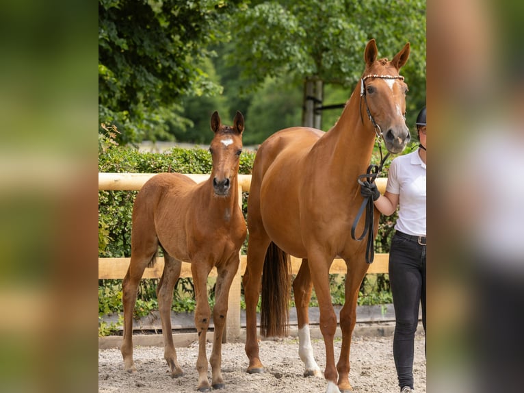 Trakehner Hengst Fohlen (05/2026) Brauner in Mockrehna