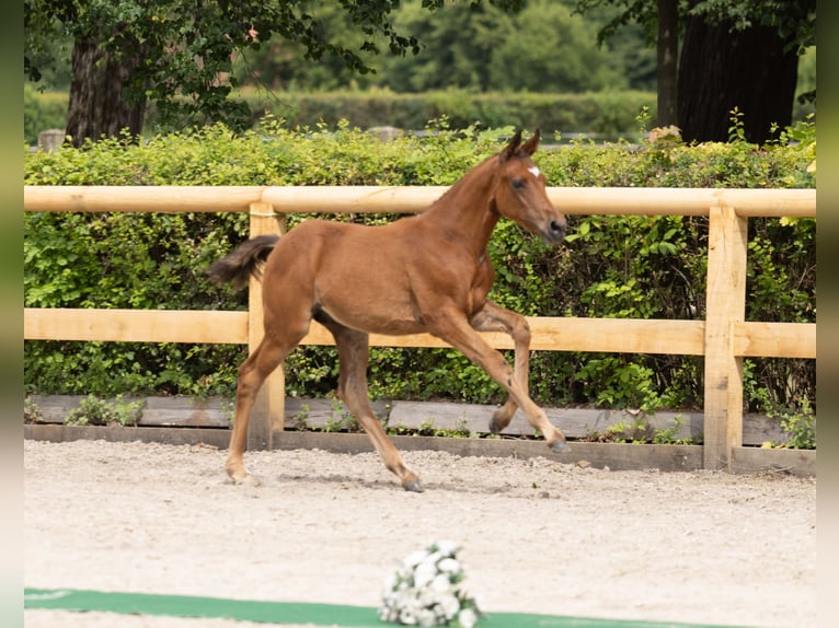 Trakehner Hengst Fohlen (05/2026) Brauner in Mockrehna