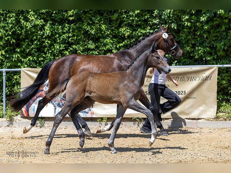 Trakehner Hengst Fohlen (03/2025) Brauner in Schwenningen