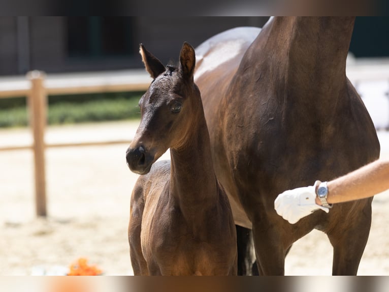 Trakehner Hengst Fohlen (01/2025) in Ennepetal