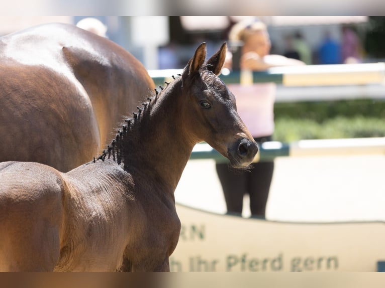 Trakehner Hengst Fohlen (01/2025) in Ennepetal