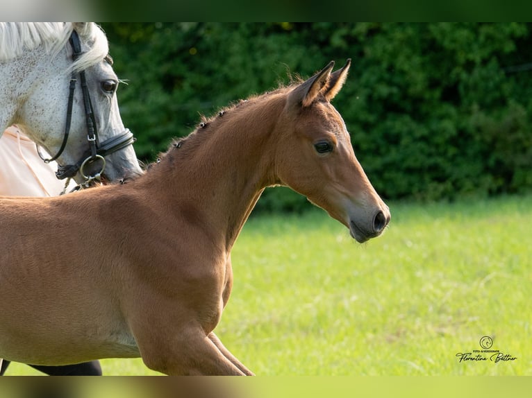Trakehner Hengst Fohlen (05/2025) in Goldkronach
