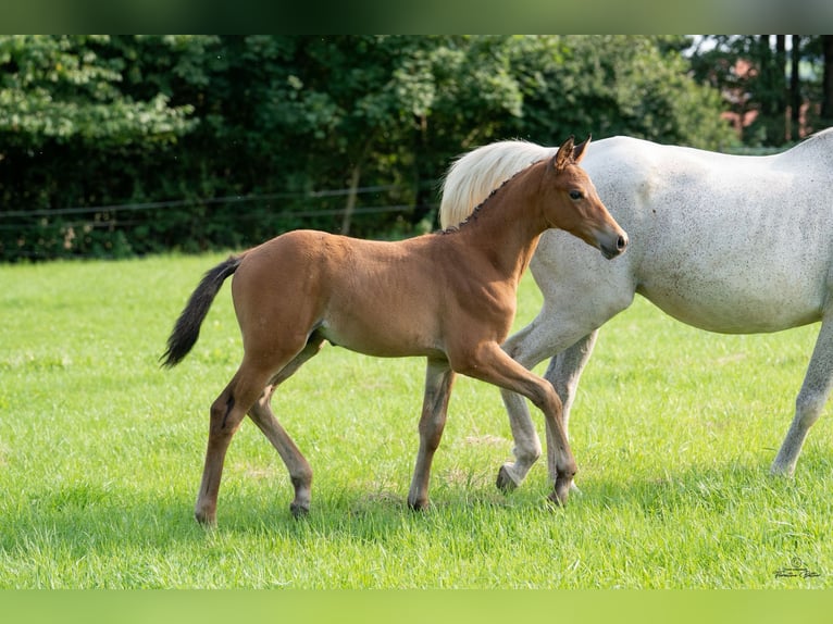 Trakehner Hengst Fohlen (05/2025) in Goldkronach