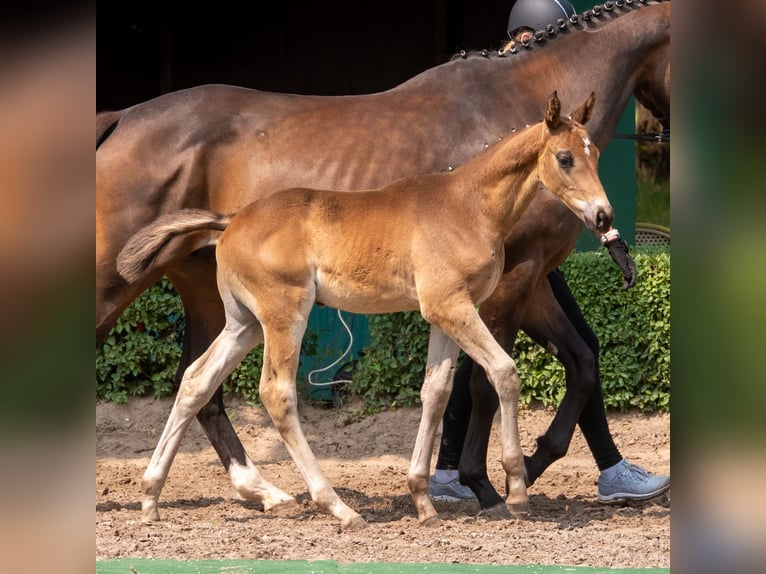 Trakehner Hengst  Dunkelbrauner in Kneitlingen - Eilum
