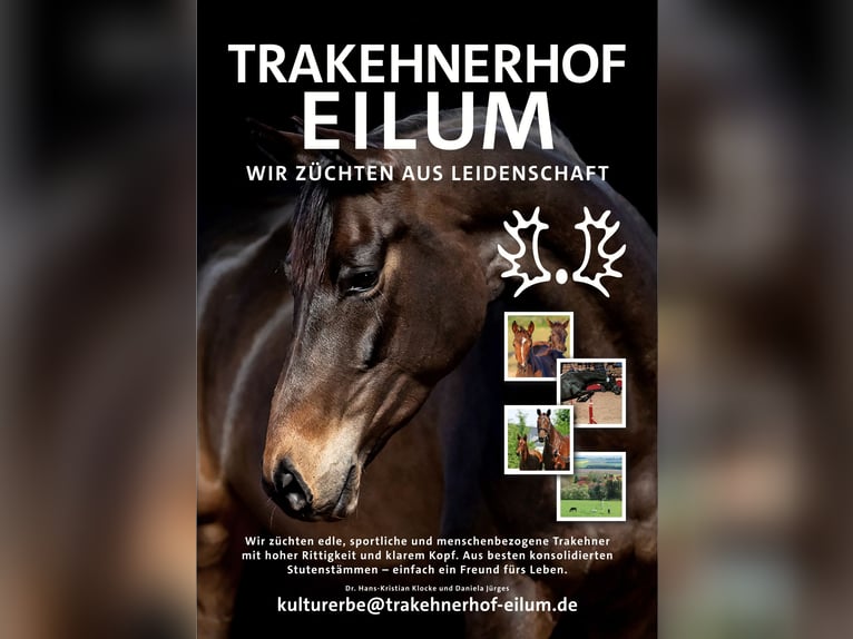 Trakehner Hengst  Dunkelbrauner in Kneitlingen - Eilum