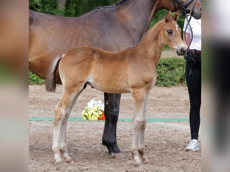 Trakehner Hengst  Dunkelbrauner in Kneitlingen - Eilum