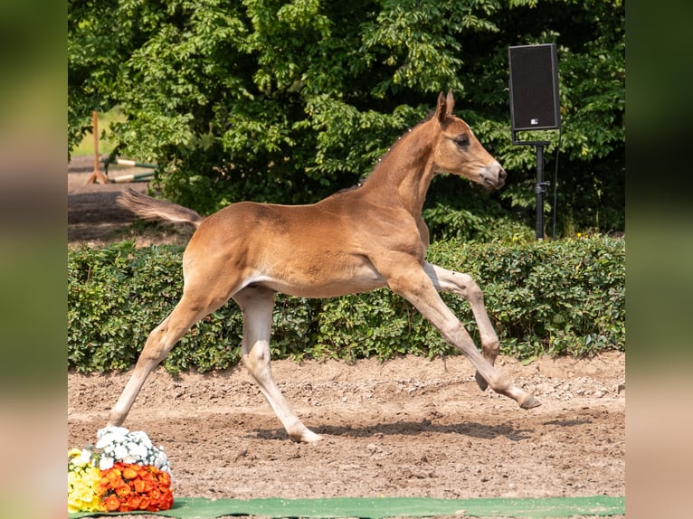 Trakehner Hengst  Dunkelbrauner in Kneitlingen - Eilum