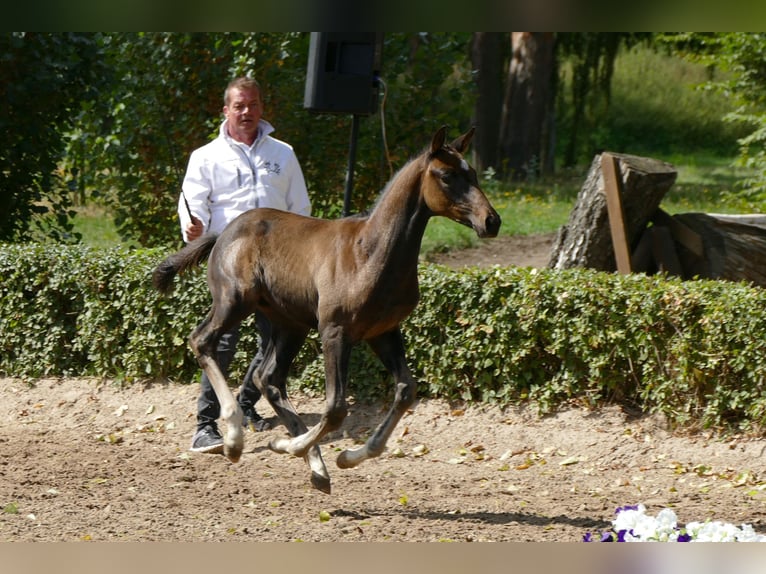 Trakehner Hengst Fohlen (06/2025) Dunkelbrauner in Grabow