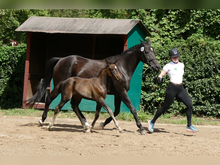 Trakehner Hengst Fohlen (06/2025) Dunkelbrauner in Grabow