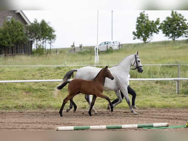 Trakehner Hengst Fohlen (03/2026) Dunkelbrauner in Gravesmühlen