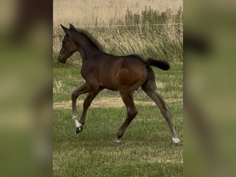 Trakehner Hengst  Dunkelbrauner in Grabow
