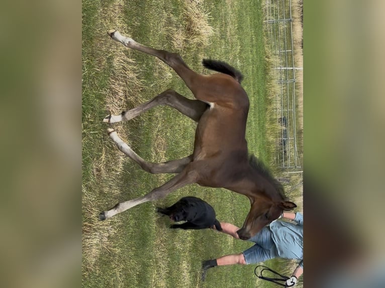 Trakehner Hengst  Dunkelbrauner in Grabow