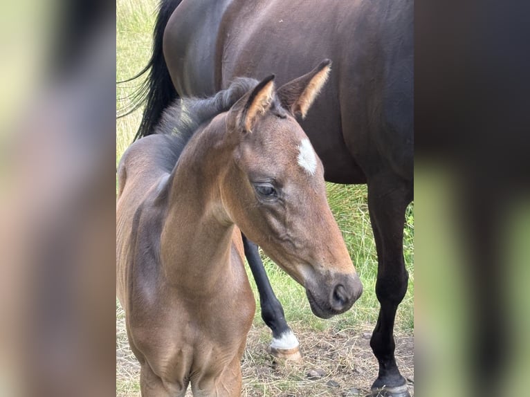 Trakehner Hengst  Dunkelbrauner in Grabow