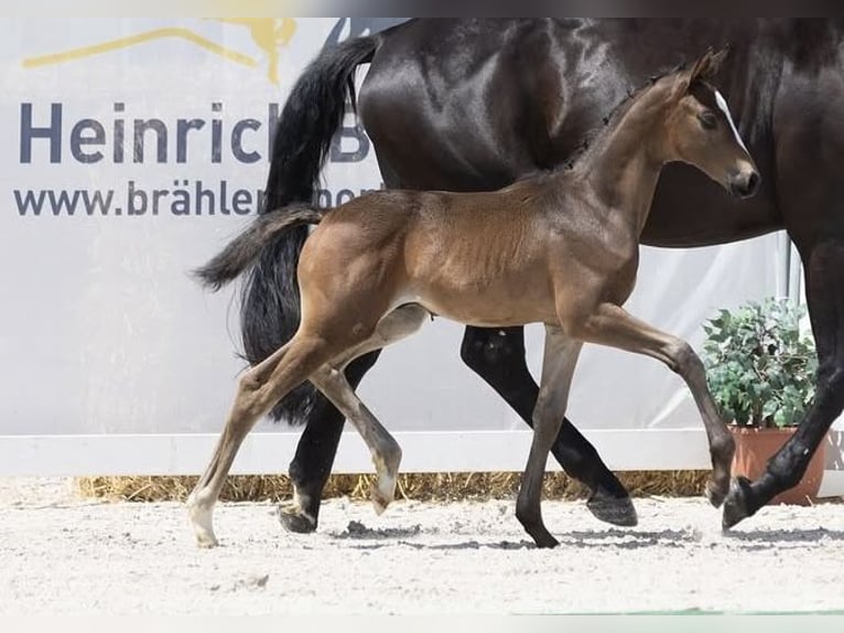 Trakehner Hengst  Dunkelbrauner in Herbstein
