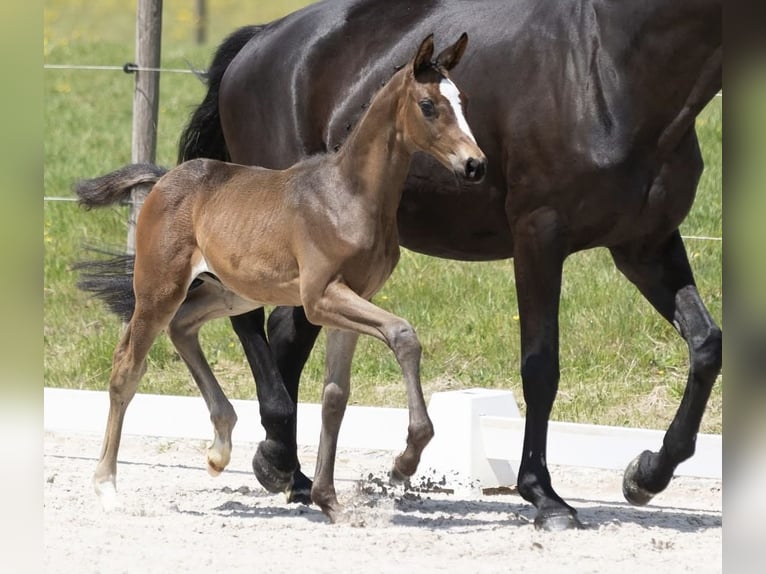 Trakehner Hengst  Dunkelbrauner in Herbstein