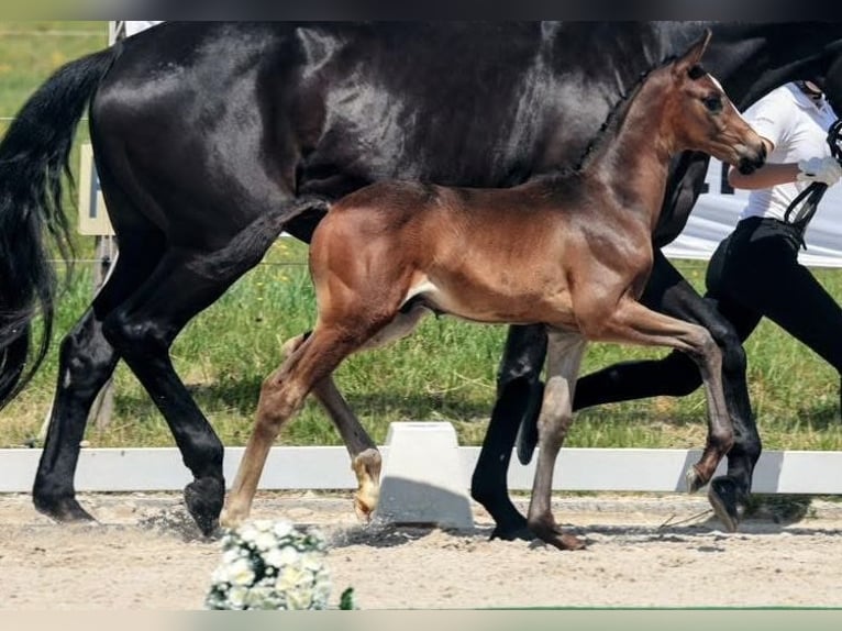 Trakehner Hengst  Dunkelbrauner in Herbstein