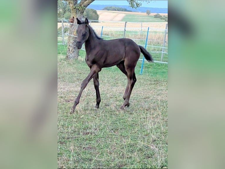 Trakehner Hengst Fohlen (06/2026) Dunkelbrauner in Schrozberg