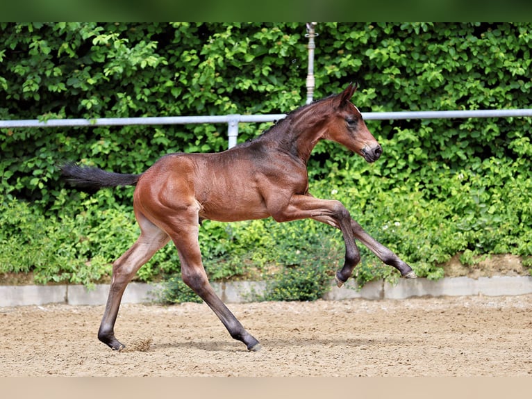 Trakehner Hengst Fohlen (05/2026) Dunkelbrauner in Dietersheim