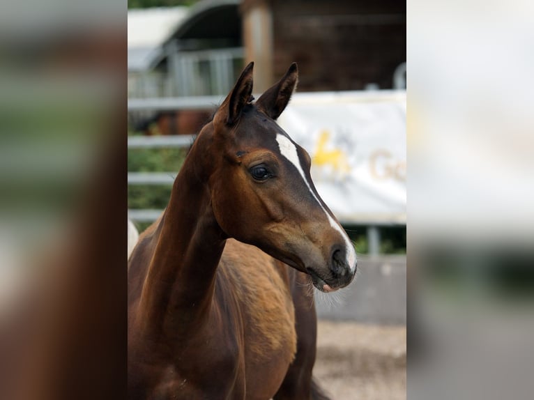 Trakehner Hengst Fohlen (03/2026) Dunkelbrauner in Günzburg