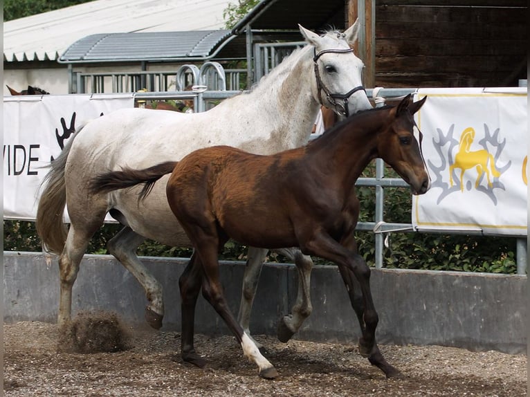 Trakehner Hengst Fohlen (03/2026) Dunkelbrauner in Günzburg
