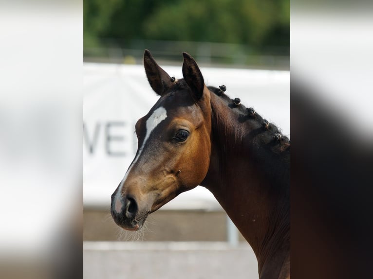 Trakehner Hengst Fohlen (03/2026) Dunkelbrauner in Günzburg
