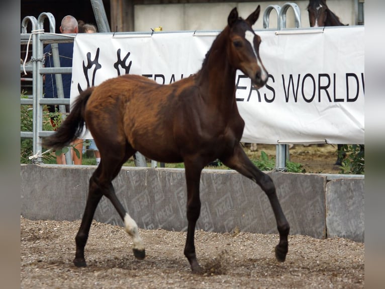 Trakehner Hengst Fohlen (03/2026) Dunkelbrauner in Günzburg