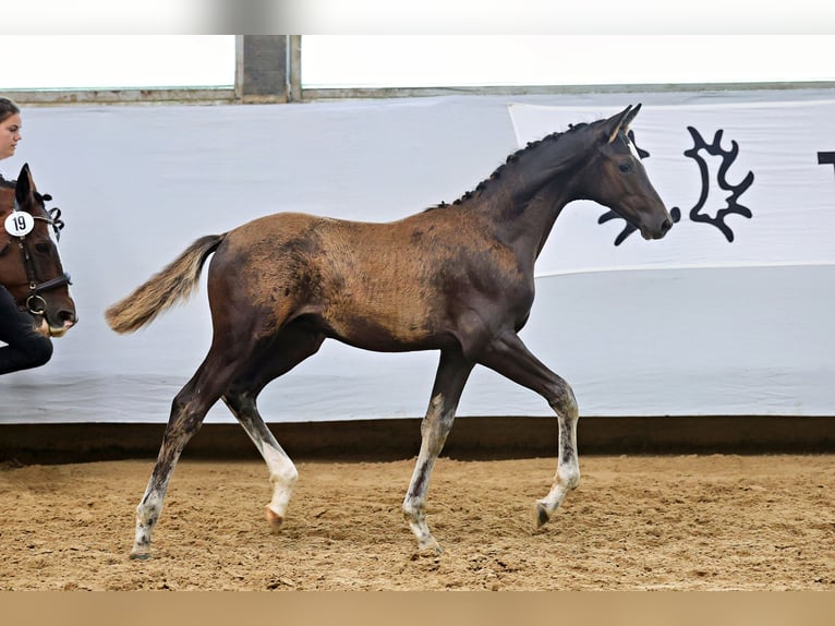 Trakehner Hengst Fohlen (04/2025) Dunkelfuchs in Elzach