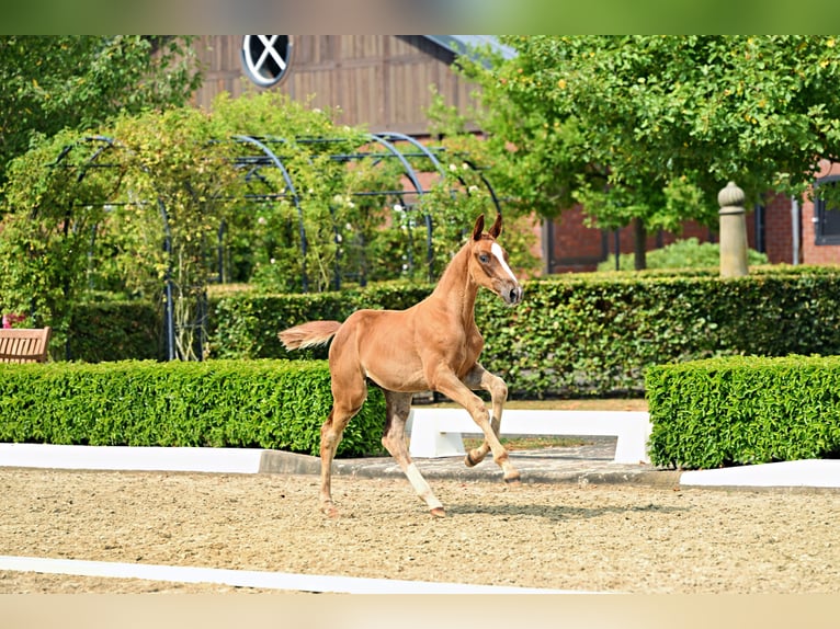 Trakehner Hengst Fohlen (05/2026) Dunkelfuchs in Stadland