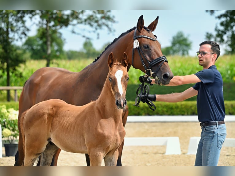 Trakehner Hengst Fohlen (05/2026) Dunkelfuchs in Stadland