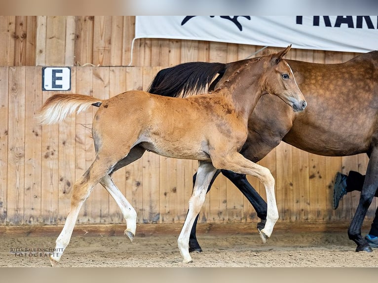 Trakehner Hengst Fohlen (06/2024) Dunkelfuchs in Alzenau in Unterfranken