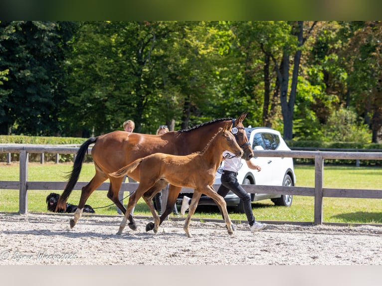 Trakehner Hengst Fohlen (05/2025) Dunkelfuchs in Kreischa