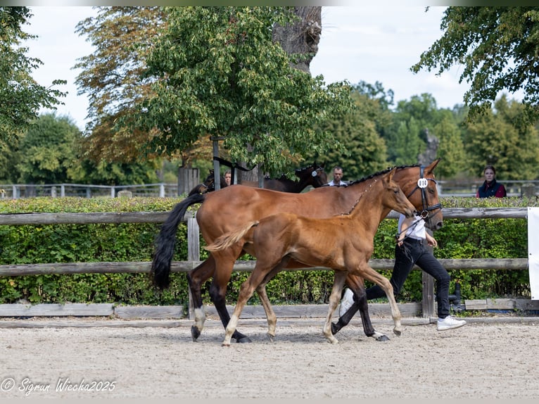 Trakehner Hengst Fohlen (05/2025) Dunkelfuchs in Kreischa