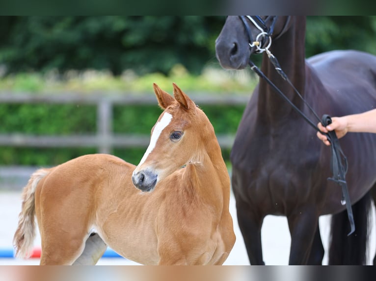 Trakehner Hengst Fohlen (01/2024) Fuchs in Weißenberg