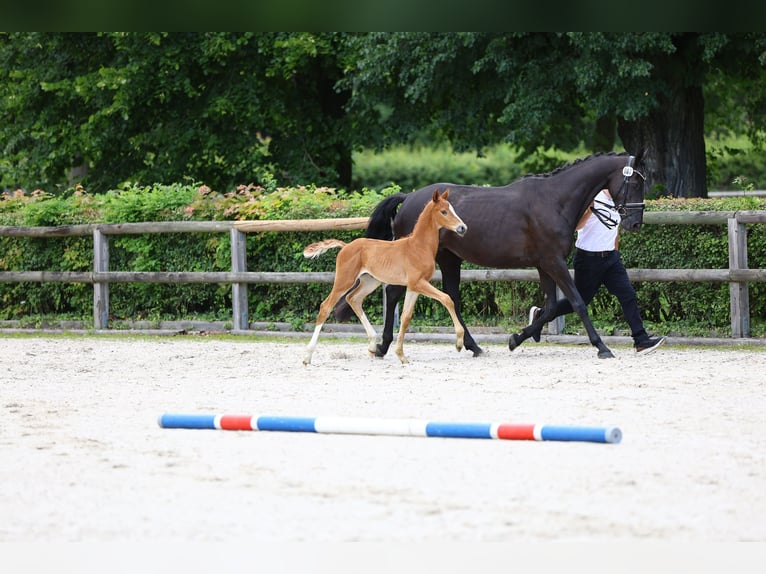 Trakehner Hengst Fohlen (01/2024) Fuchs in Weißenberg