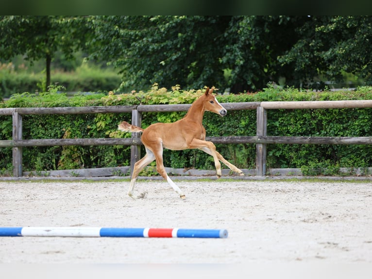 Trakehner Hengst Fohlen (01/2024) Fuchs in Weißenberg