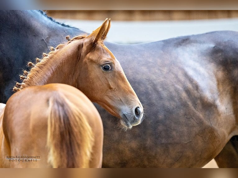 Trakehner Hengst Fohlen (03/2024) Fuchs in Langerwehe