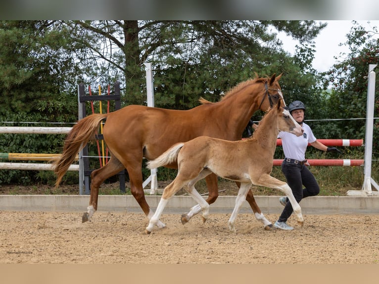 Trakehner Hengst Fohlen (05/2026) Fuchs in Heidekrug