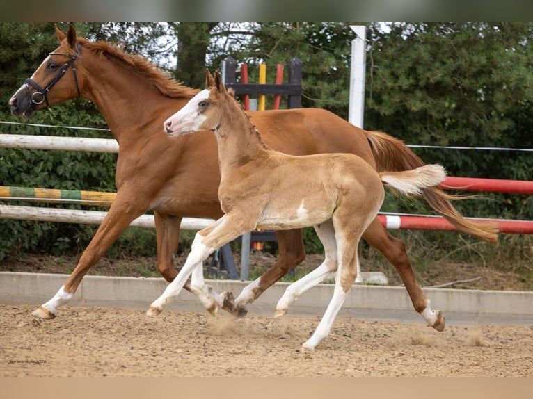 Trakehner Hengst Fohlen (05/2026) Fuchs in Heidekrug